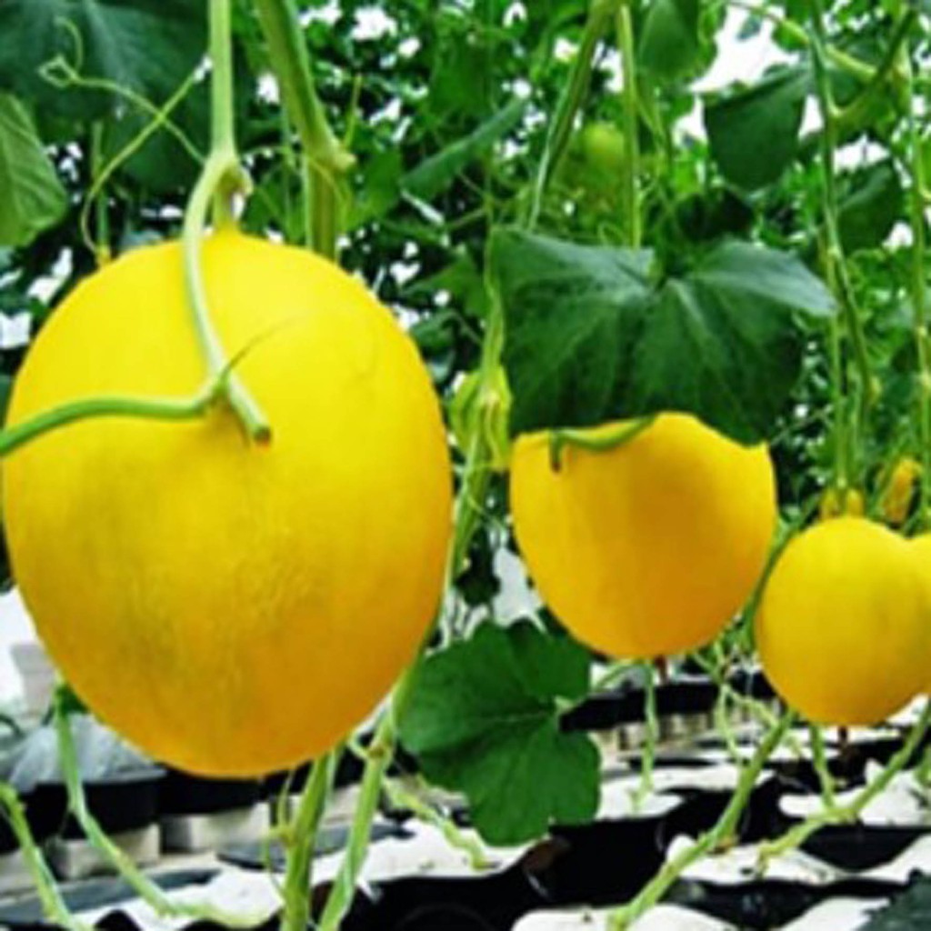 Bibit Benih Biji Buah Melon Golden - Bibit Tanaman Pohon Buah Melon Golden - Buah Melon Golden - COD