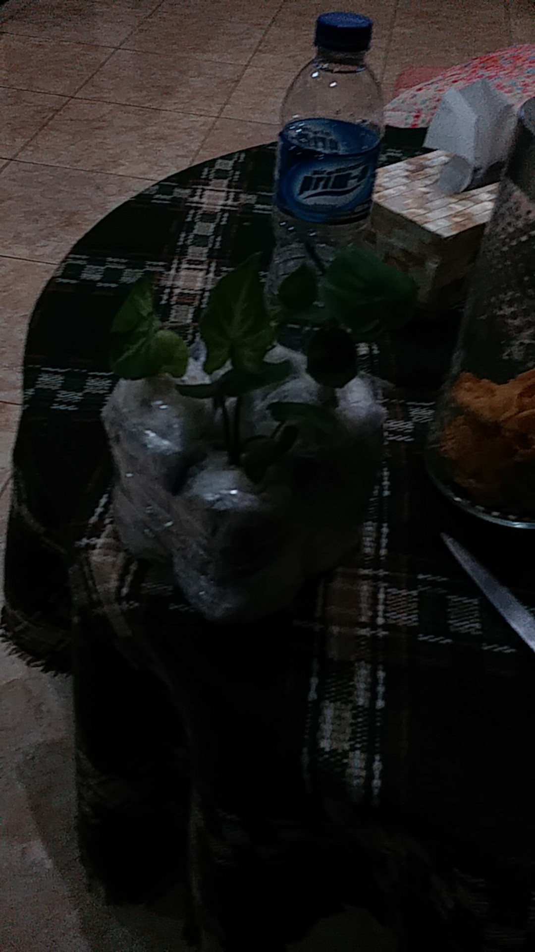 Keladi Hias_keladi Hanoman Obong