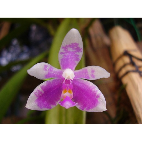 Anggrek Phalaenopsis Modesta