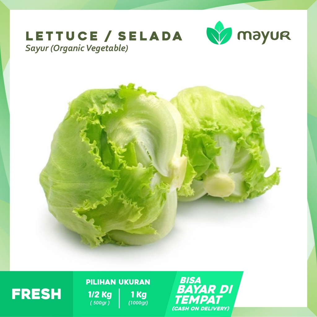 

Lettuce Head / Iceberg Segar ( 500gr | 1 kg )