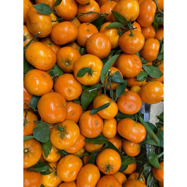 

jeruk murcot cherry | manis tanpa biji | 1 kg