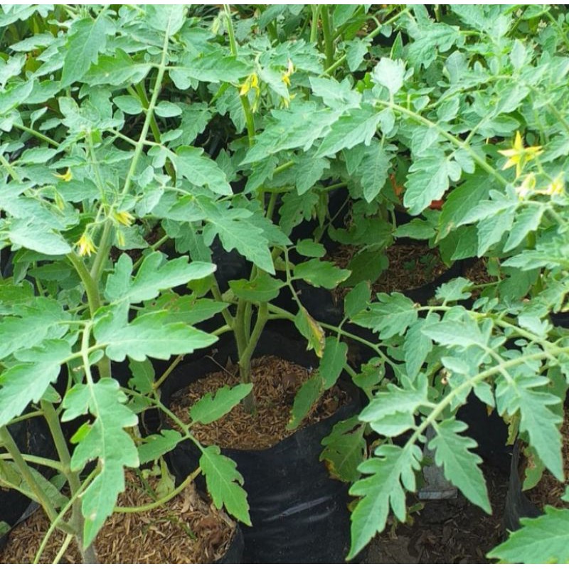 bibit tanaman tomat/pohon tomat