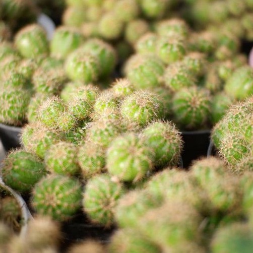 Kaktus Echinopsis Eyriesii