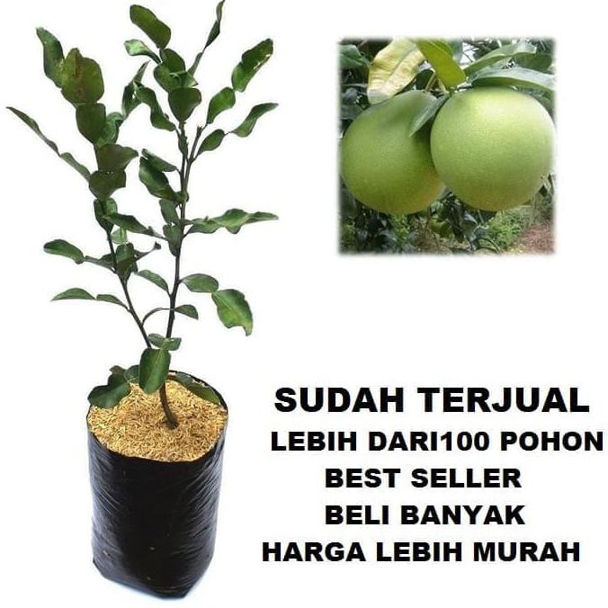 Paling Dicari] Bibit Jeruk Bali Manis Jumbo Pohon Jeruk Bali