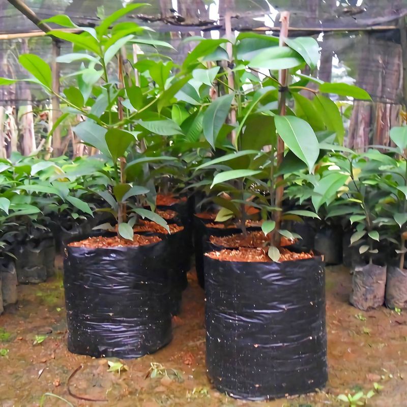 Polybag 40x40 Polibag 40 x 40 Polibek Tebal tidak berbau