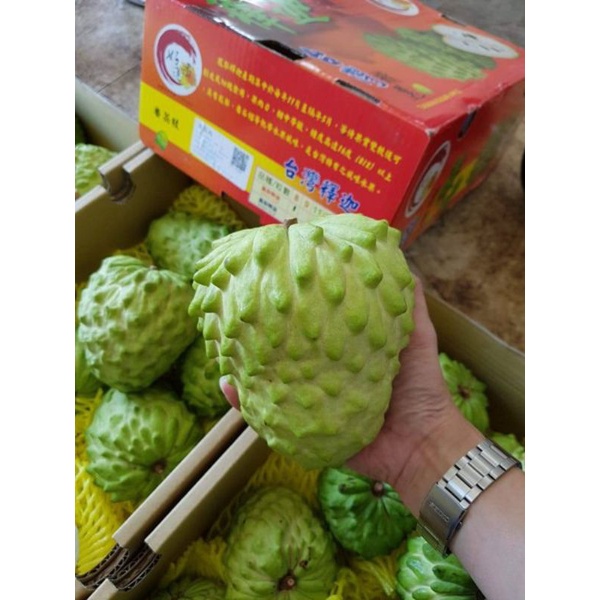 

Srikaya Import Taiwan super jumbo 6 kg / karton