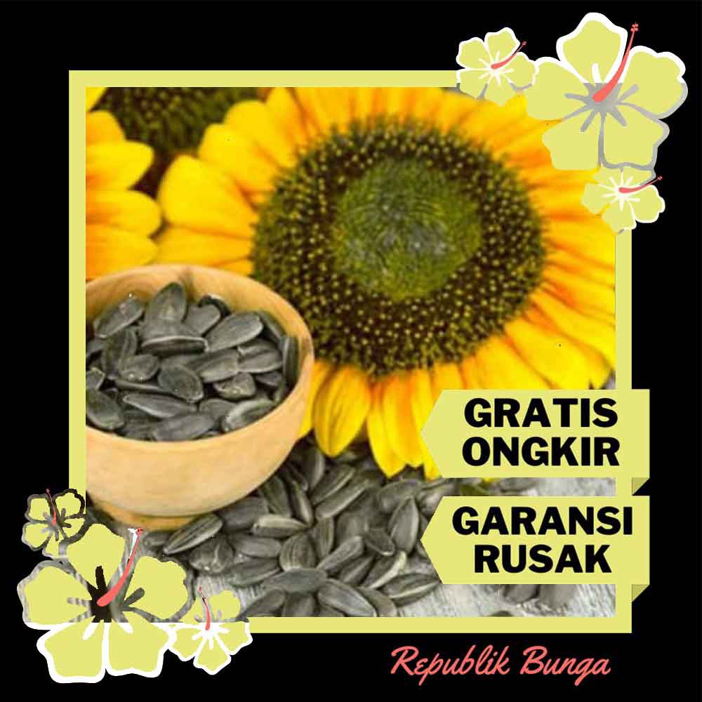Biji Bunga Matahari Lokal Seed Bunga Matahari Benih Bunga Matahari