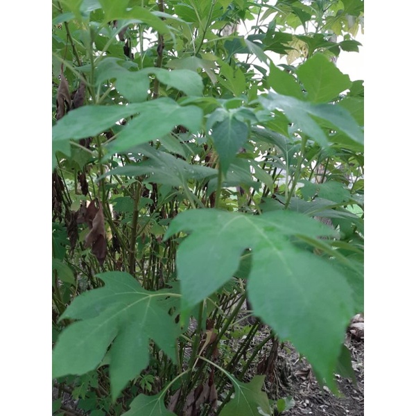 

Daun Insulin Segar 500 gr