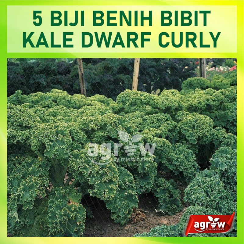 5 Benih Kale Green Dwarf Curly Bibit Sayuran Blue Scotch Curled Tanaman Sayur Dataran Rendah