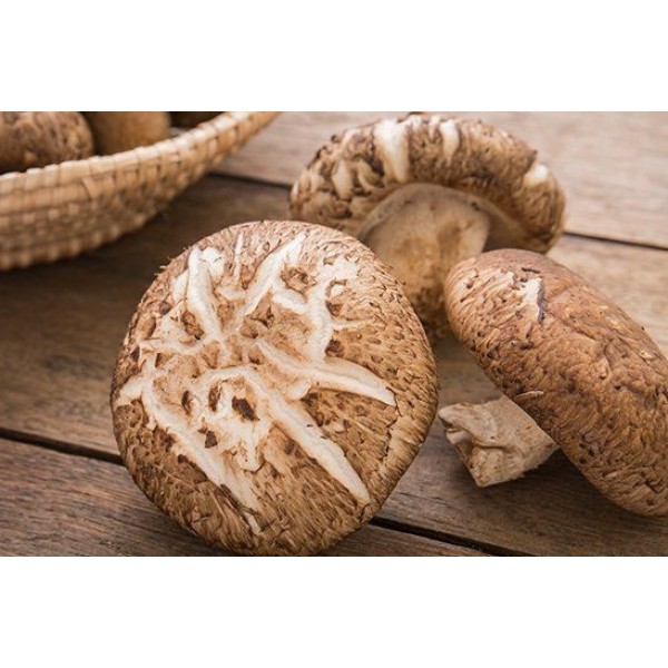 Jamur Shitake Hioko Xiang Dried Gu Shitake Mushroom Jamur Shitake Kering 100gr