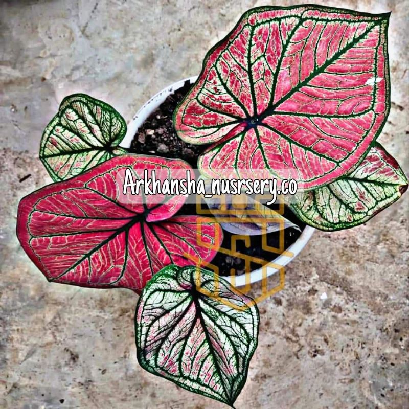 Keladi maskota,caladium mascote,keladi red stone tahiland hybrid,calaidum red stone thailand