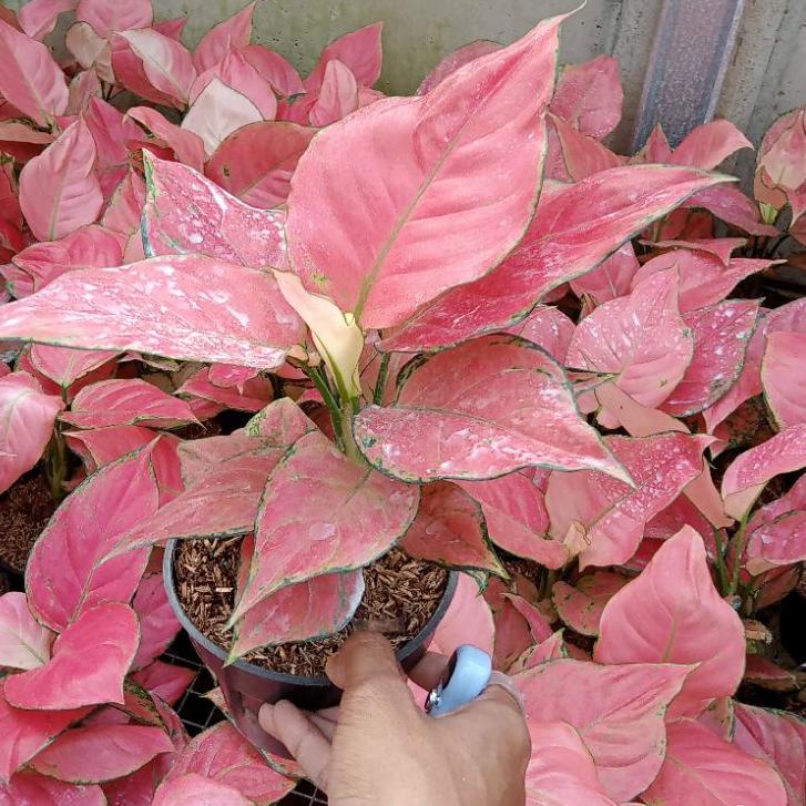 ❆ AGLONEMA PINK KATRINA DEWASA DAUN 7-11+++(TANAMAN HIAS AGLONEMA) ❇