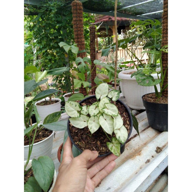 syngonium mini lilyput / pohon hias syngonium mini