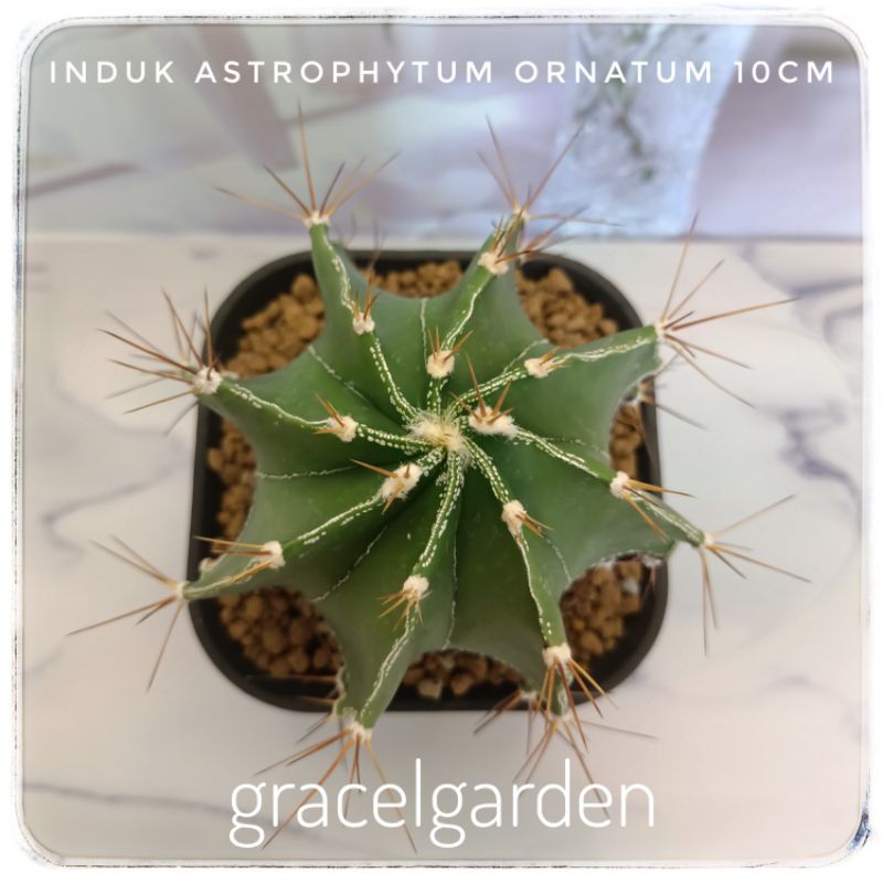 Induk Besar 10cm MURAH Kaktus Astrophytum Ornatum Ownroot Astro