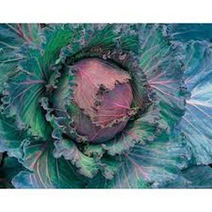 BENIH KOL KUBIS CABBAGE SAVOY JANUARY KING 3 ECER 25 BIJI bibit sayur kol kubis merah ungu import F1 Mr Fothergills