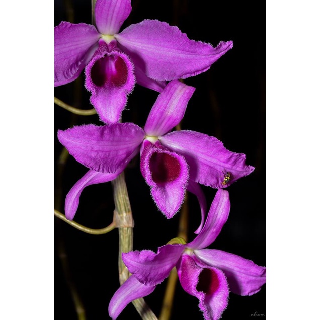 Dendrobium Anosmum var Gigantea