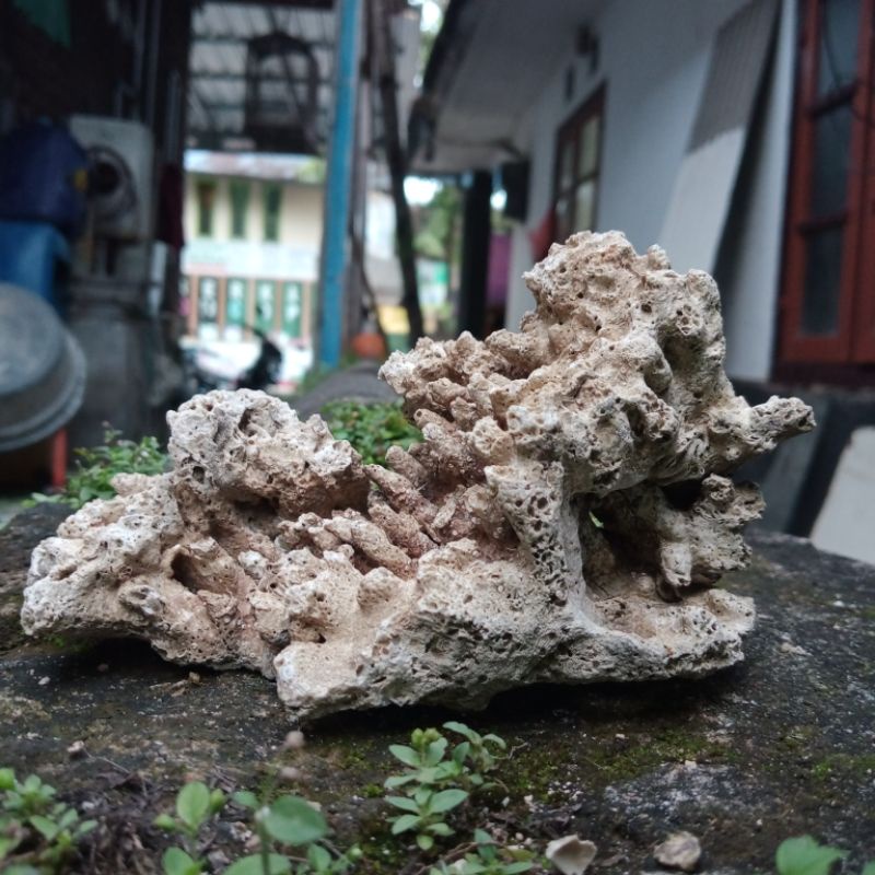 rumah ikan hias batu karang lubang goa seram aquascape aquarium rumah kelomang rumah keong batu kara