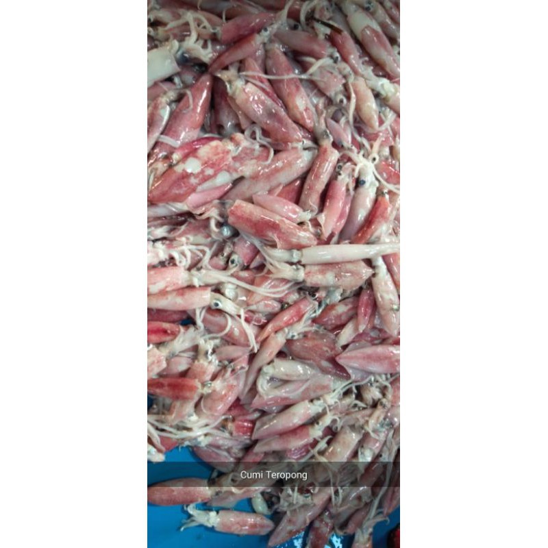 

Cumi Cumi Teropong Kecil 1 Kg Fresh Segar Makassar