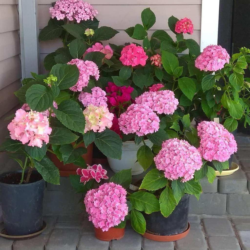 Bibit Benih Biji Bunga Hydrangea Pink - Biji Tanaman Bunga Hydrangea Pink - Hydrangea Pink - COD