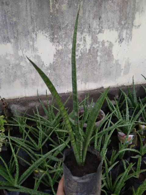 [BELI 2 GRATIS 1] TANAMAN HIAS INDOOR LIDAH MERTUA TOMBAK (SANSEVIERIA STUCKYI)