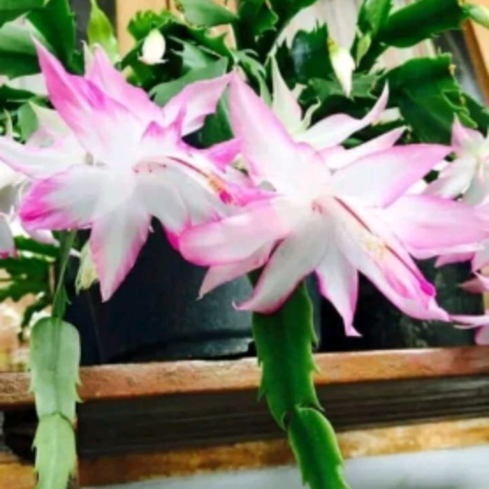 bibit wijaya Kusuma kepiting bunga puting pink