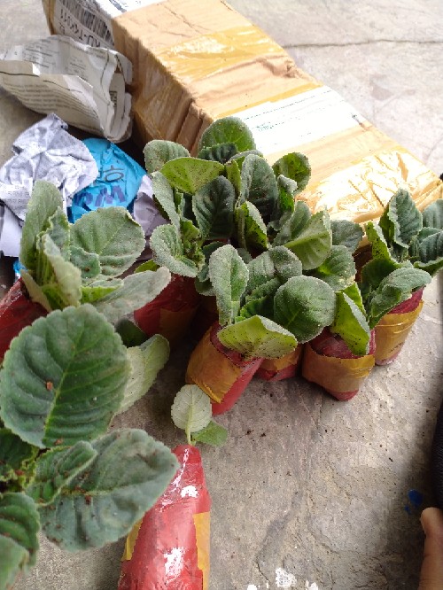 Tanaman Hias - Bunga Gloxinia - Warna Random