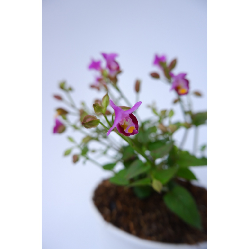 Tanaman Hias Mata Kucing - Torenia Fourneri - Sudah Berbunga