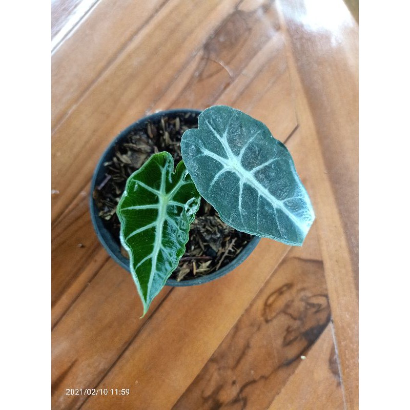 Alocasia Parasol Mini
