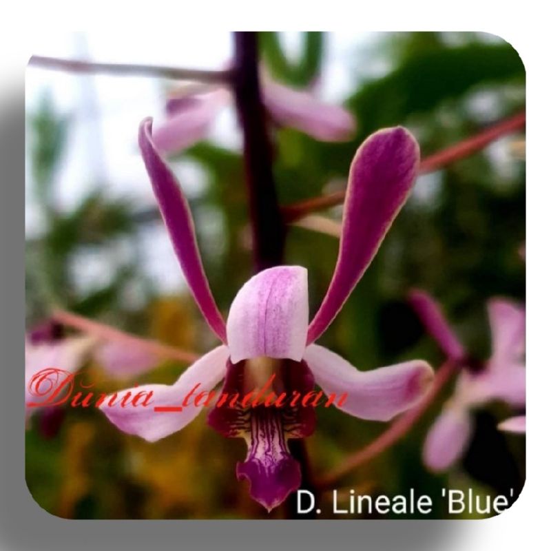 Dendrobium Lineale Blue