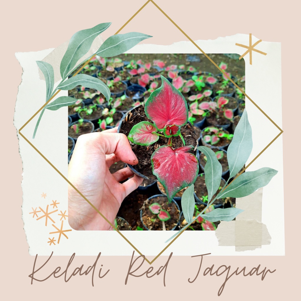 Tanaman Hias Keladi Red Jaguar Bibit Keladi Red Jaguar Bunga Keladi Murah