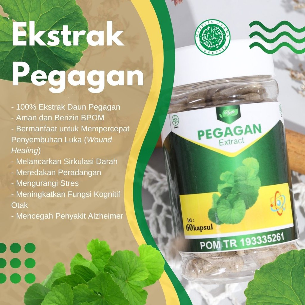 Ekstrak Pegagan Kapsul Original 60 Kapsul Syifa Herbal