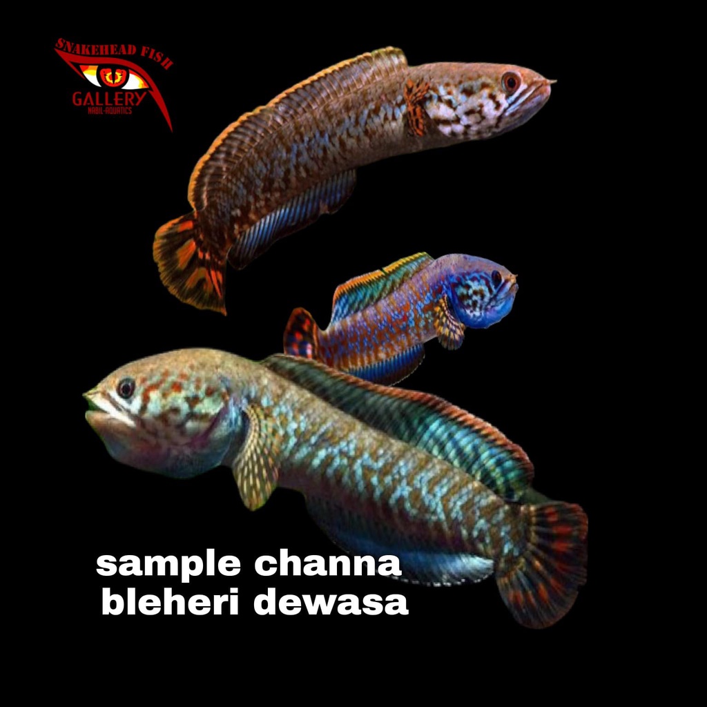 paket hemat channa bleheri size 3cm 5 ekor