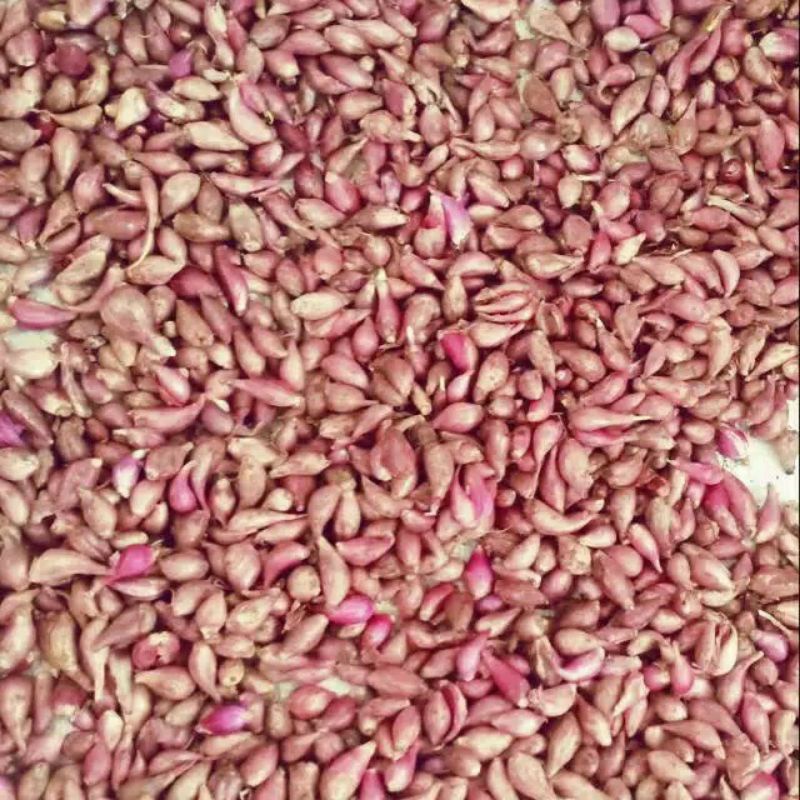 

Bawang Merah Mini Probolinggo