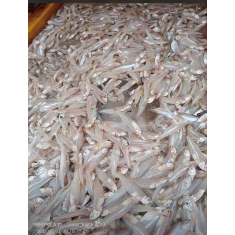 

ikan teri segar fress cumi gurita udang seafood