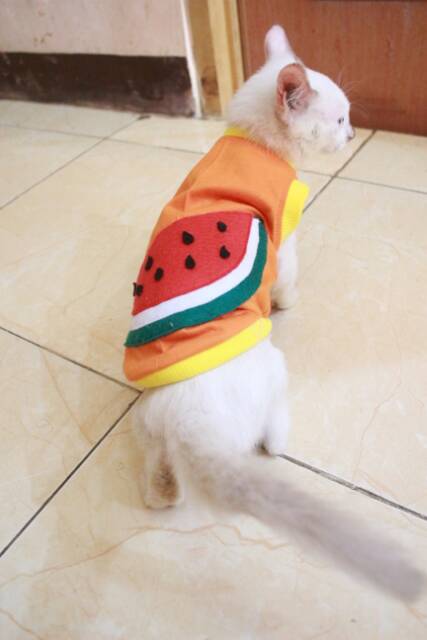 Kaos orange motif semangka lucu untuk kucing dan anjing / baju kucing murah size S M L XL