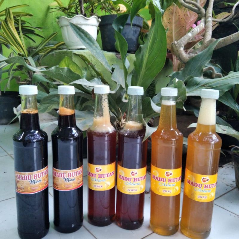 

madu lebah hutan liar