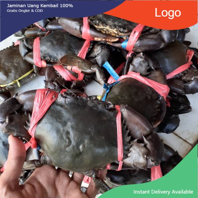 

Kepiting super (laki/jantan)