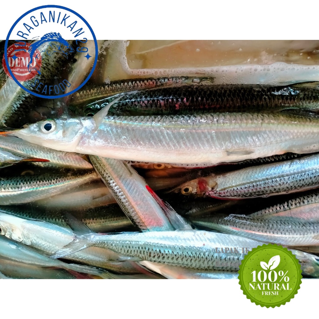 

Ikan Kacang~Kacang Segar 1~Kilogram