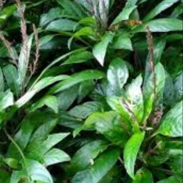 

daun reundeu fresh 250 gram