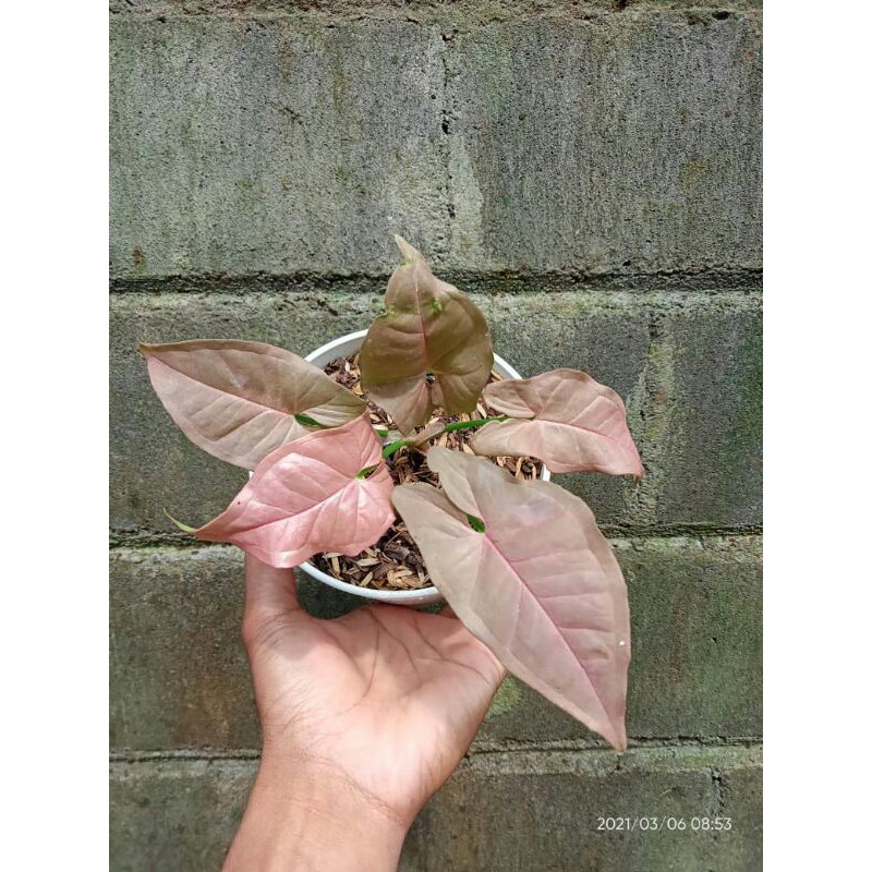 Harga singonium pink robusta Terbaru Okt 2024 |BigGo Indonesia