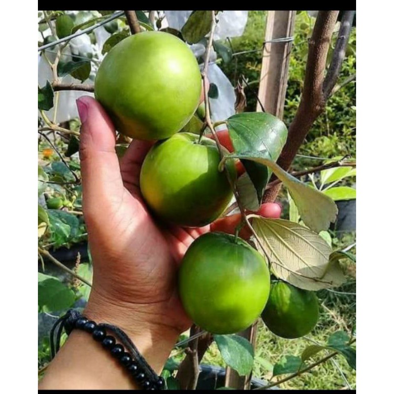 BIBIT APEL FUTSA/APEL INDIA