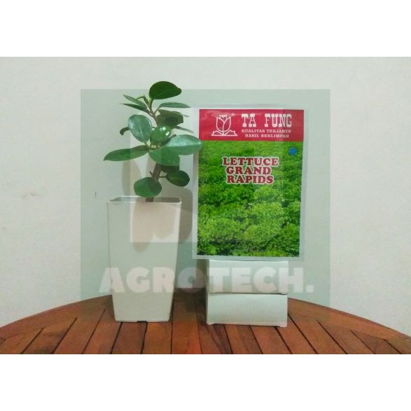 BENIH SELADA HIJAU GRAND RAPID TAFUNG 10 GR