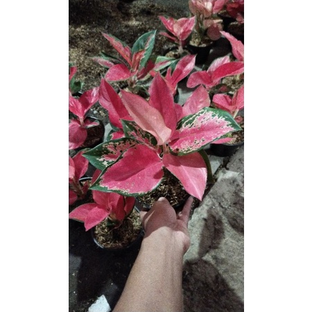 Aglaonema suksom