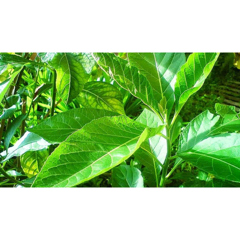 

HERBAL DAUN AFIKA, SEGAR PETIK DARI POHON