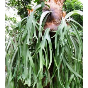 Tanaman Simbar Menjangan