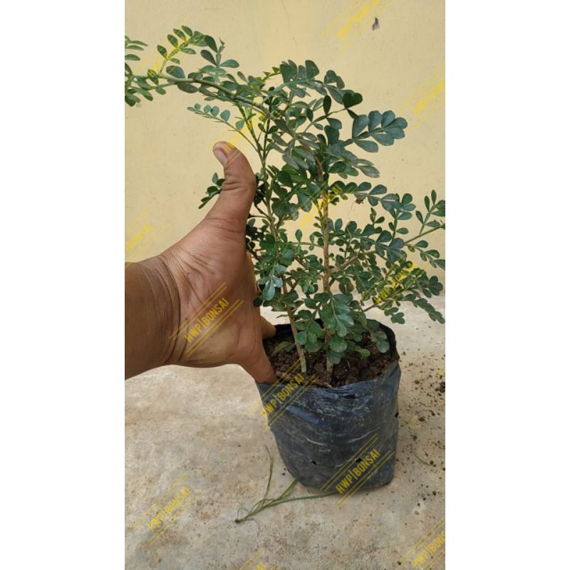 Kawista Batu Bahan Bonsai