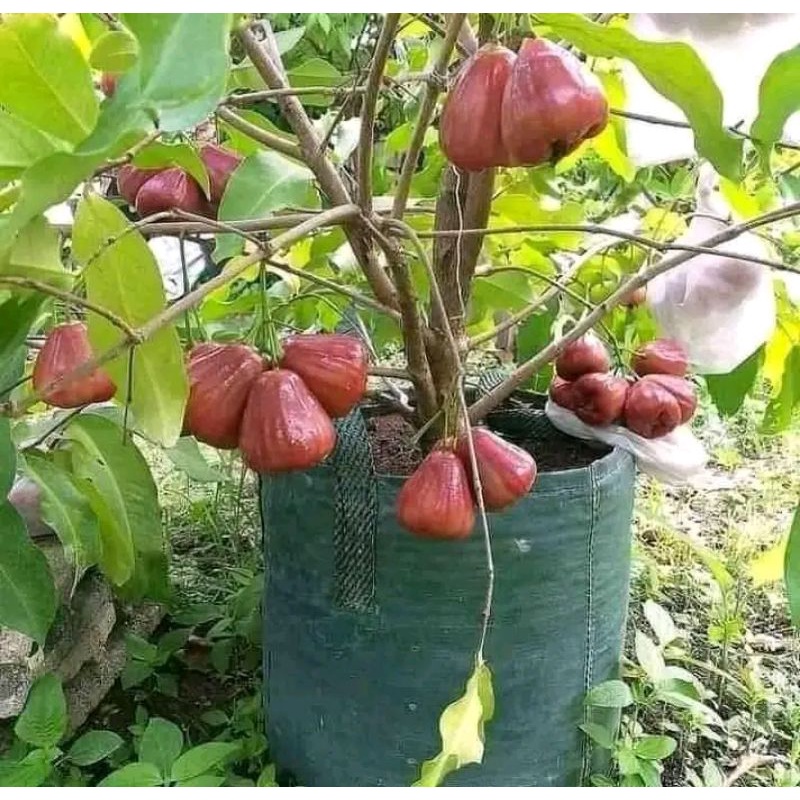 

jambu madu citra