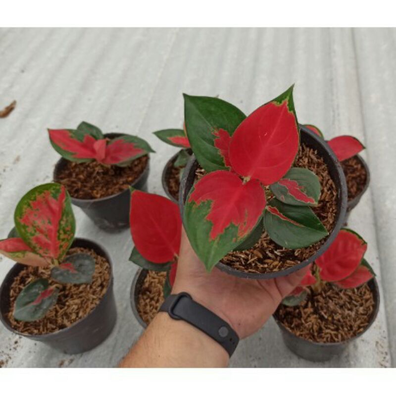 Aglonema Suksom Jaipong Anakan/Baby