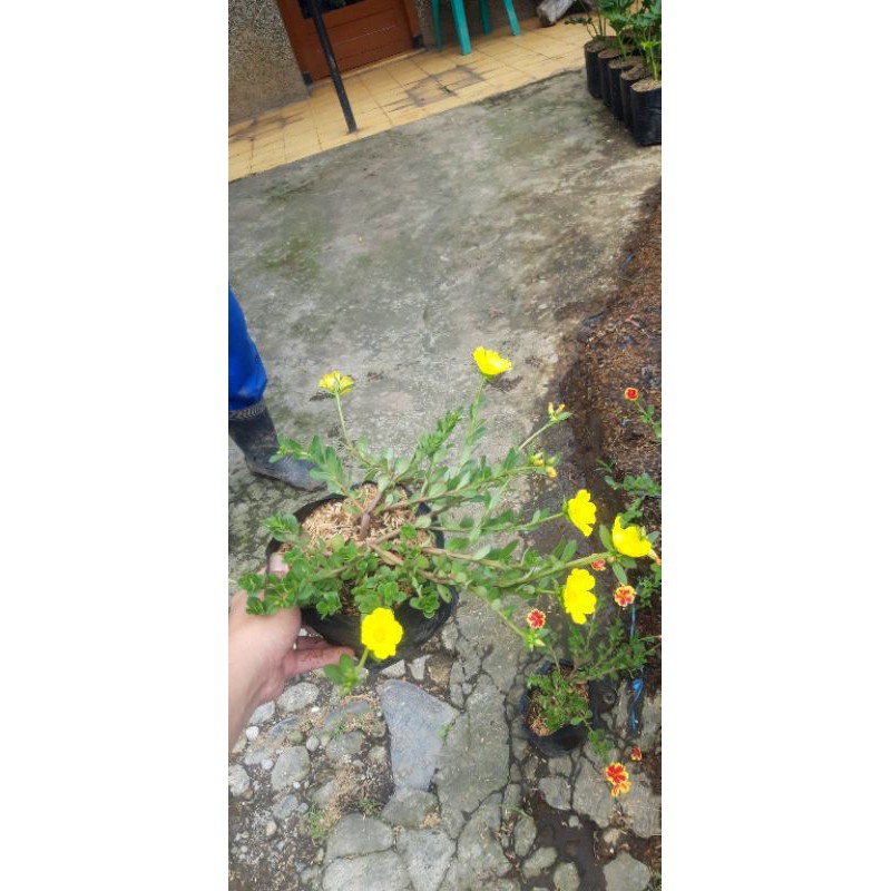 bunga gantung krokot pelangi