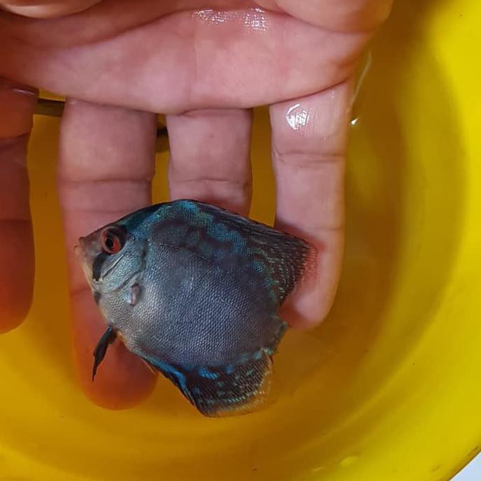 Gambar Ikan Untuk Mozaik - Gambar Ikan HD